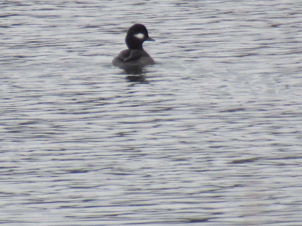 Büffelkopfente - ML646531728