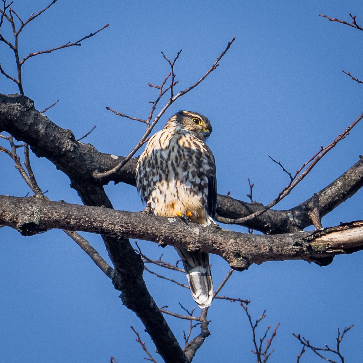 Merlin - ML646531736