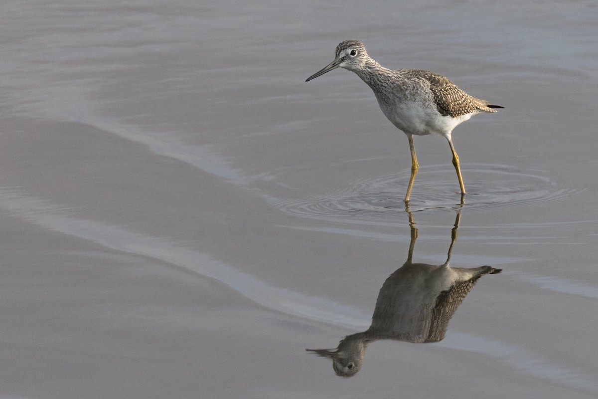 Greater Yellowlegs - ML646531740