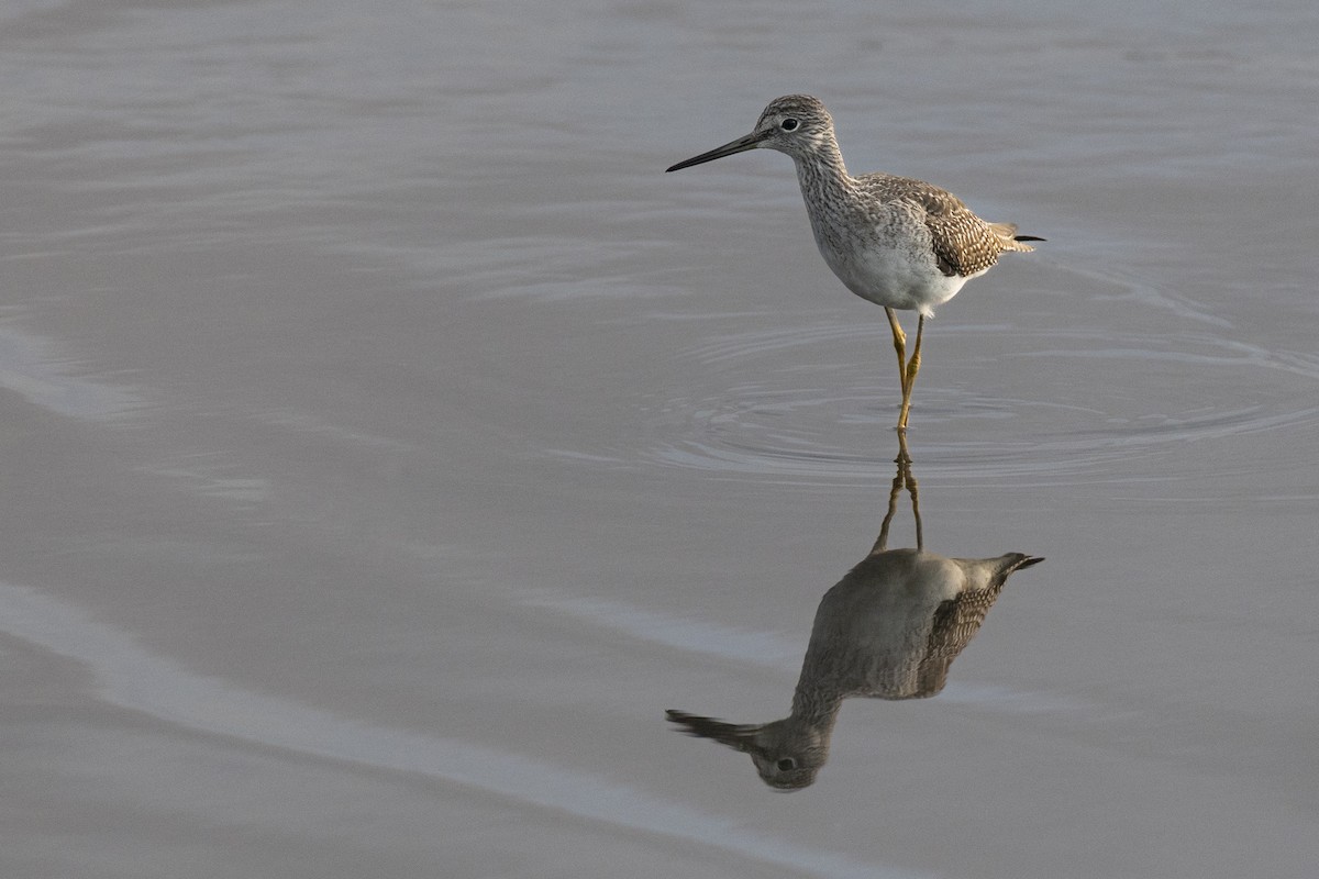 Greater Yellowlegs - ML646531741