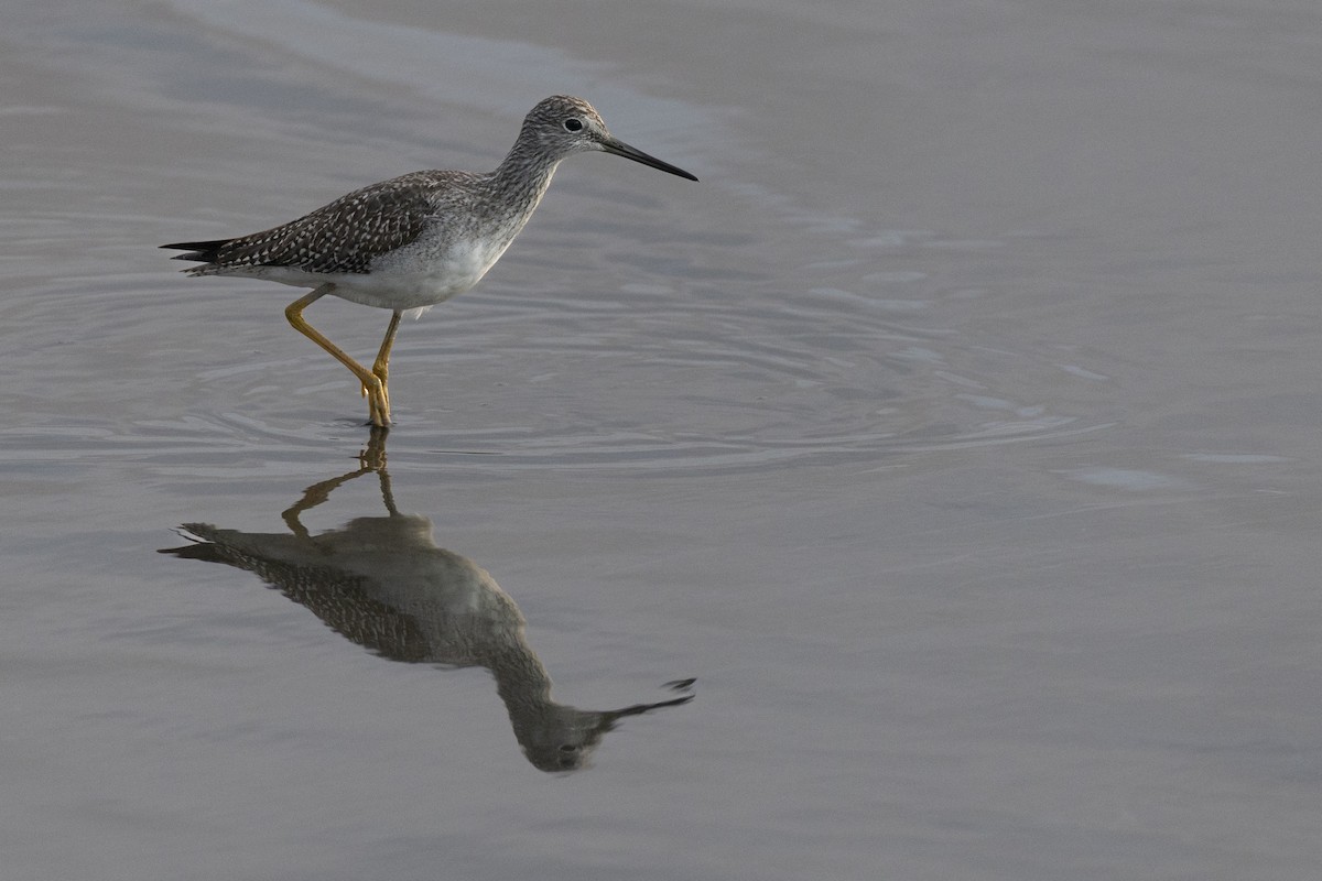 Greater Yellowlegs - ML646531742