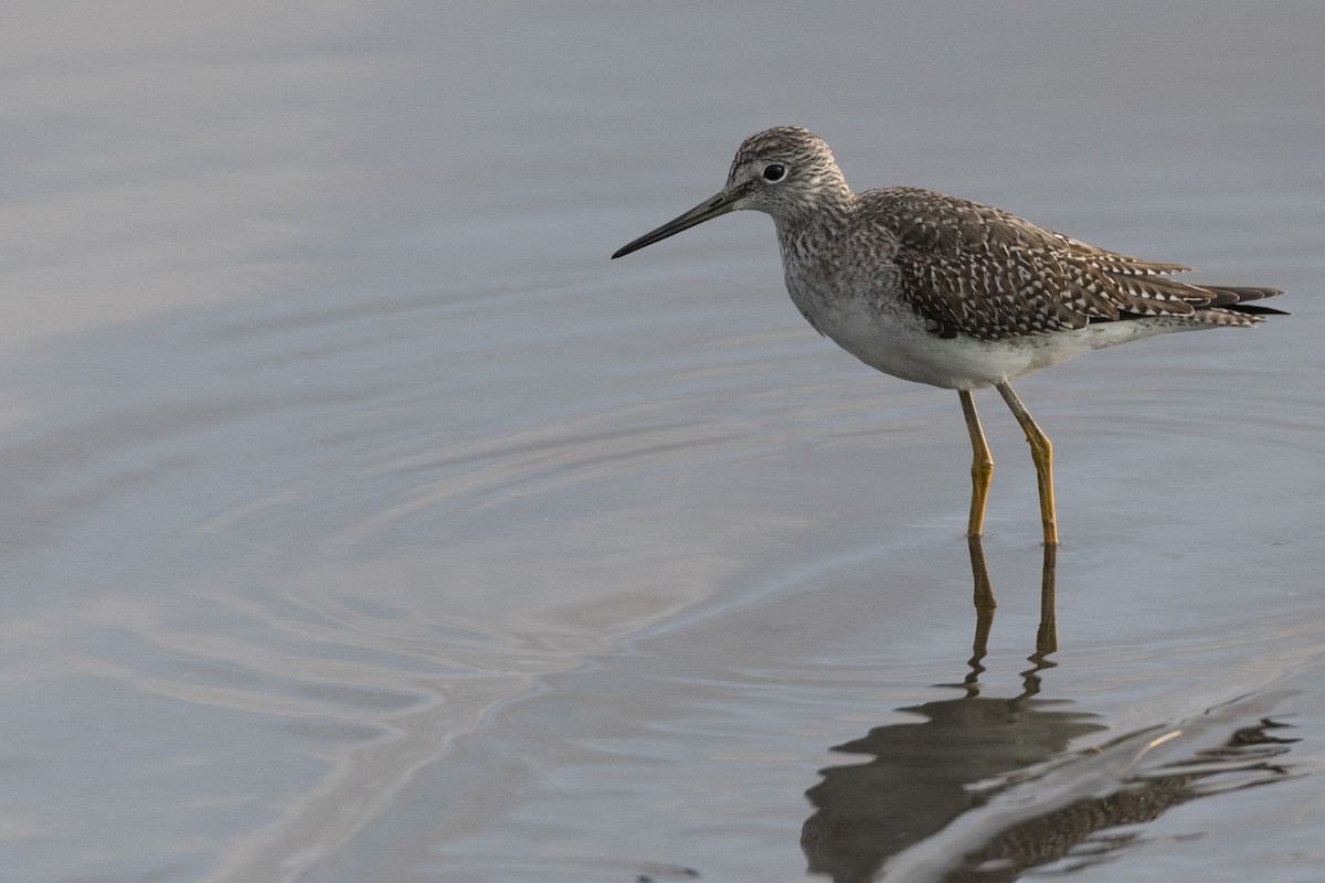 Greater Yellowlegs - ML646531743