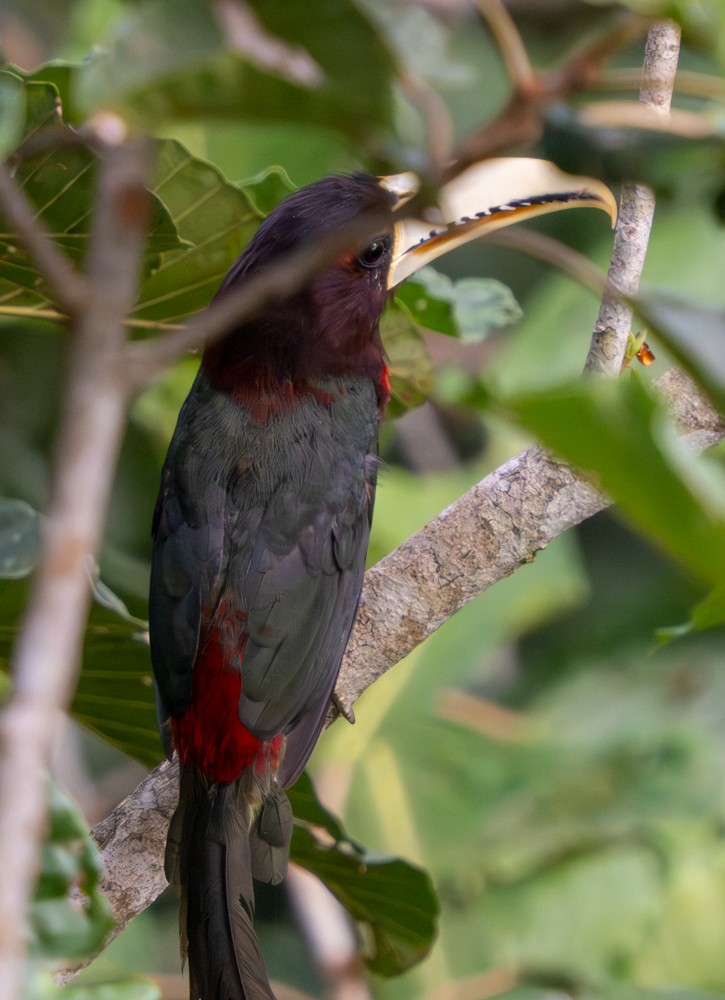 Araçari d'Azara - ML646531744