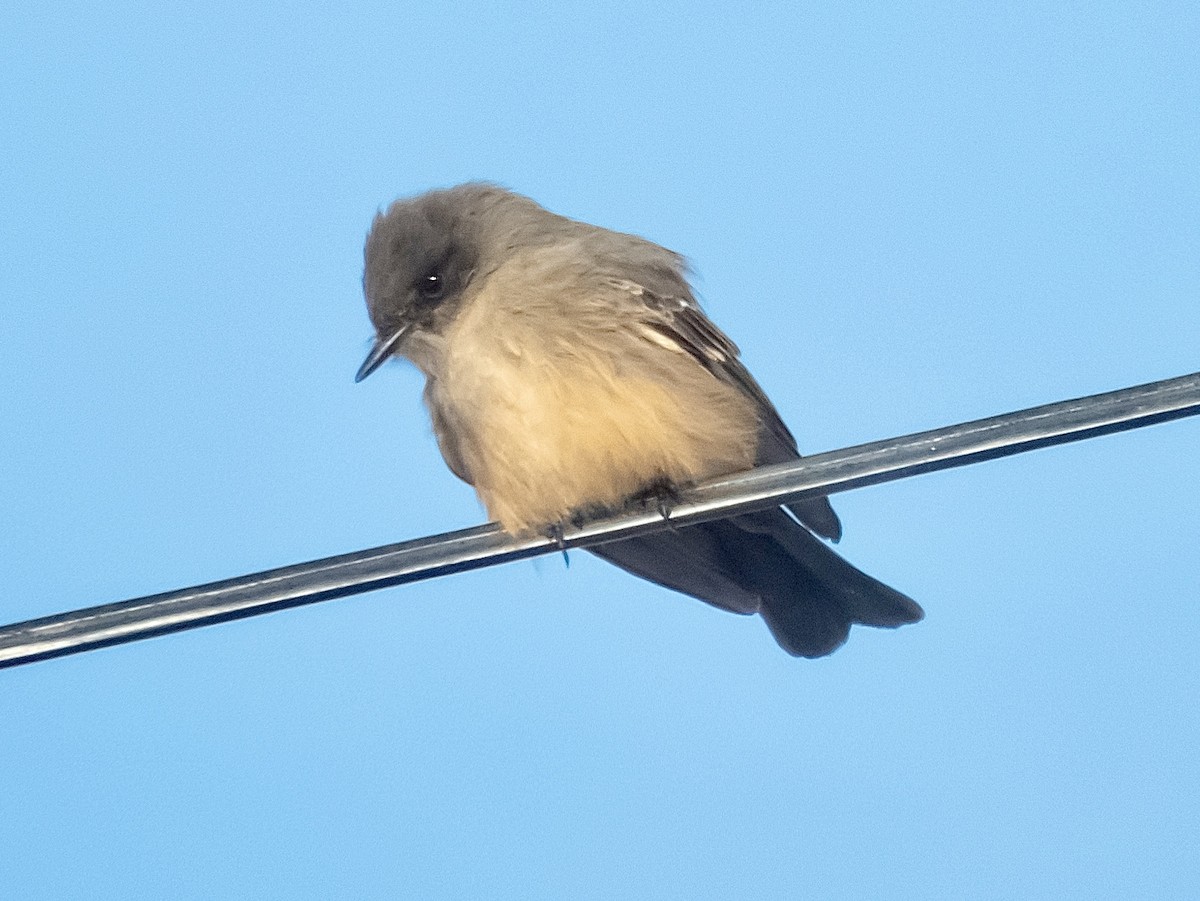 brunfibi - ML646531745