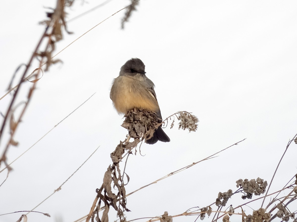 brunfibi - ML646531747