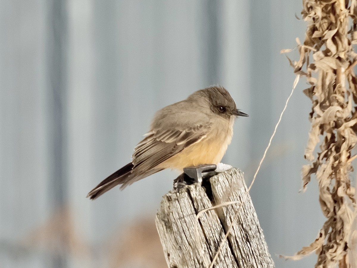 brunfibi - ML646531748