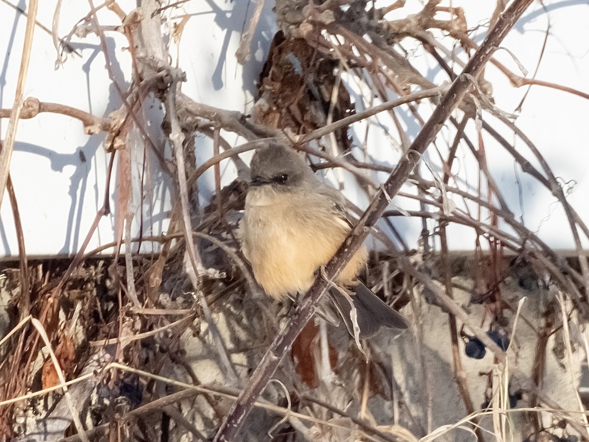 brunfibi - ML646531749