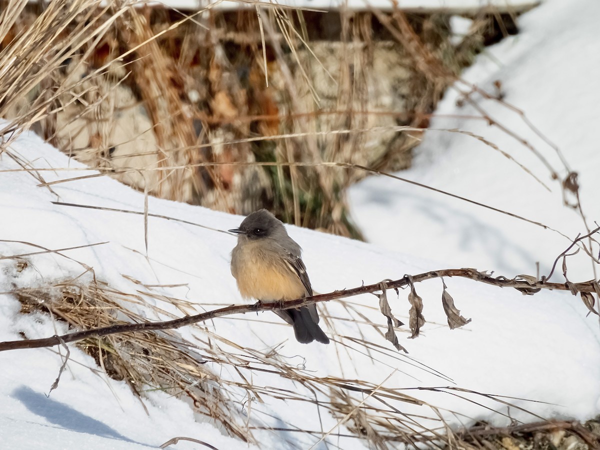 brunfibi - ML646531751