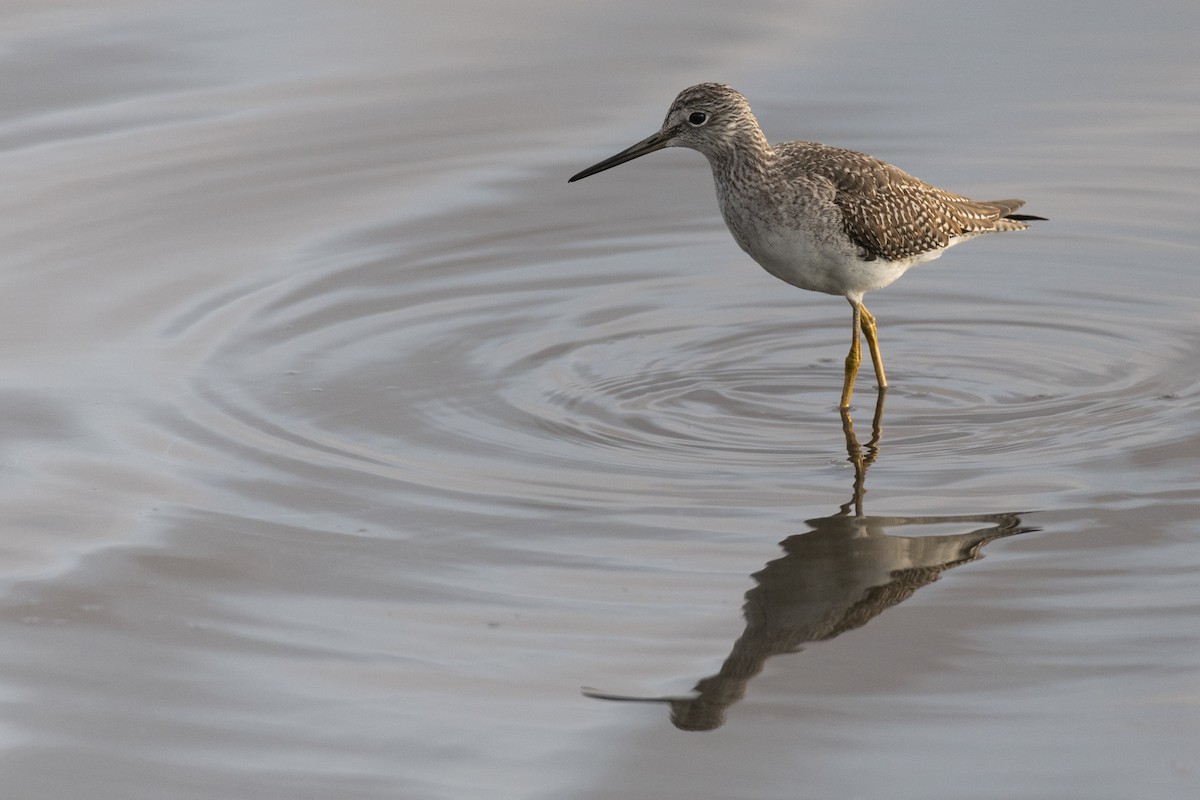 Greater Yellowlegs - ML646531752