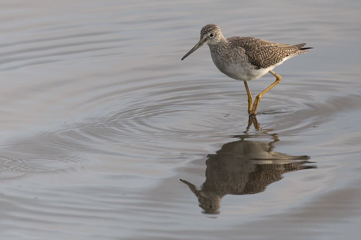 Greater Yellowlegs - ML646531753