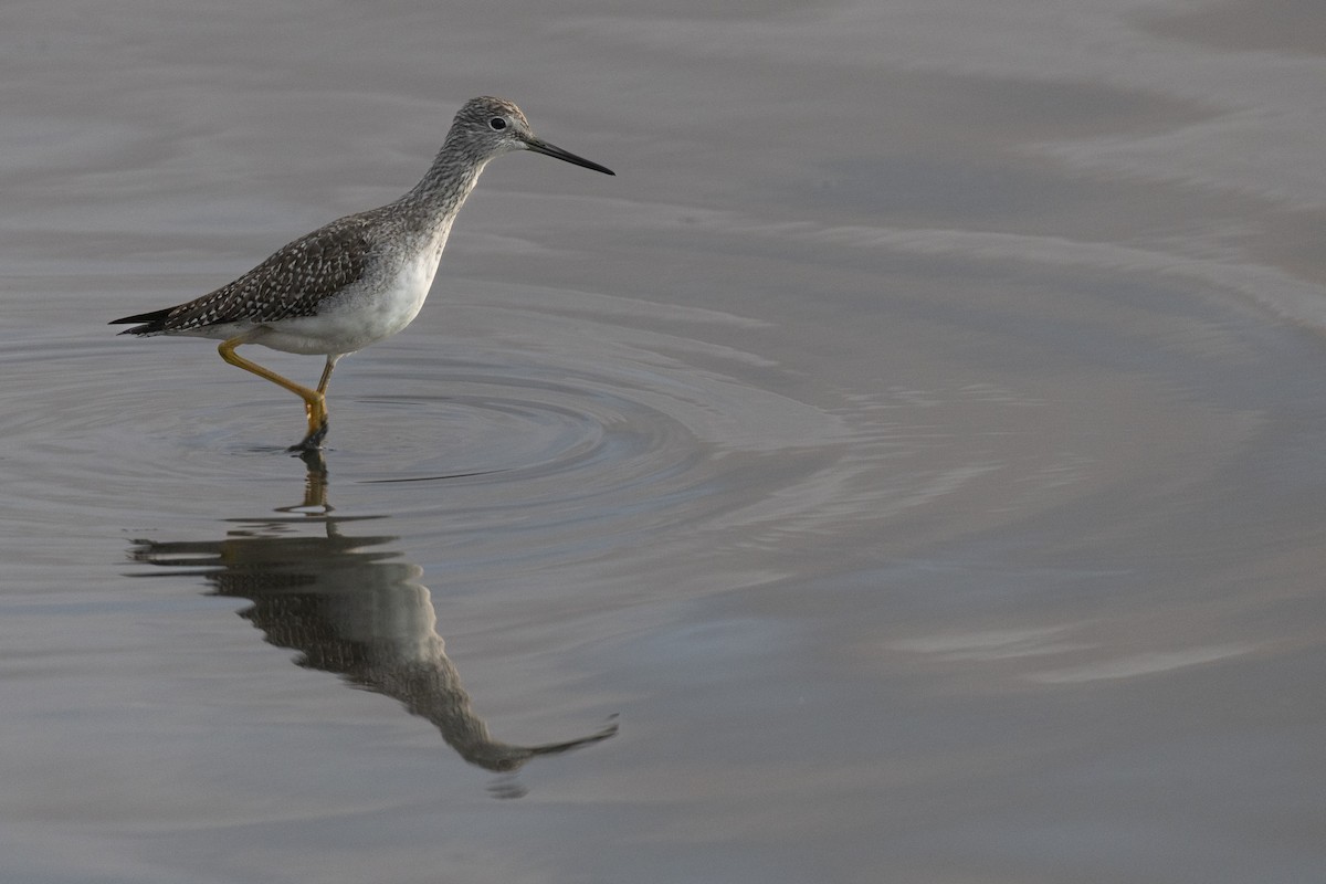 Greater Yellowlegs - ML646531755