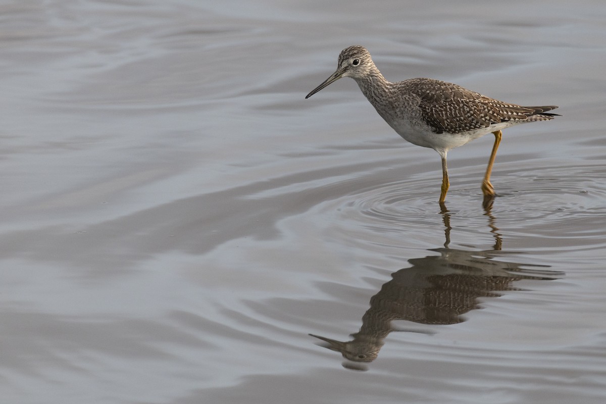 Greater Yellowlegs - ML646531756