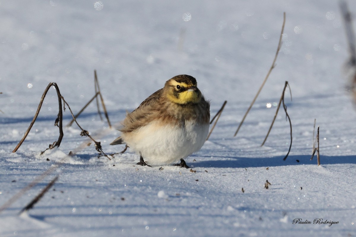 Alouette hausse-col - ML646531757