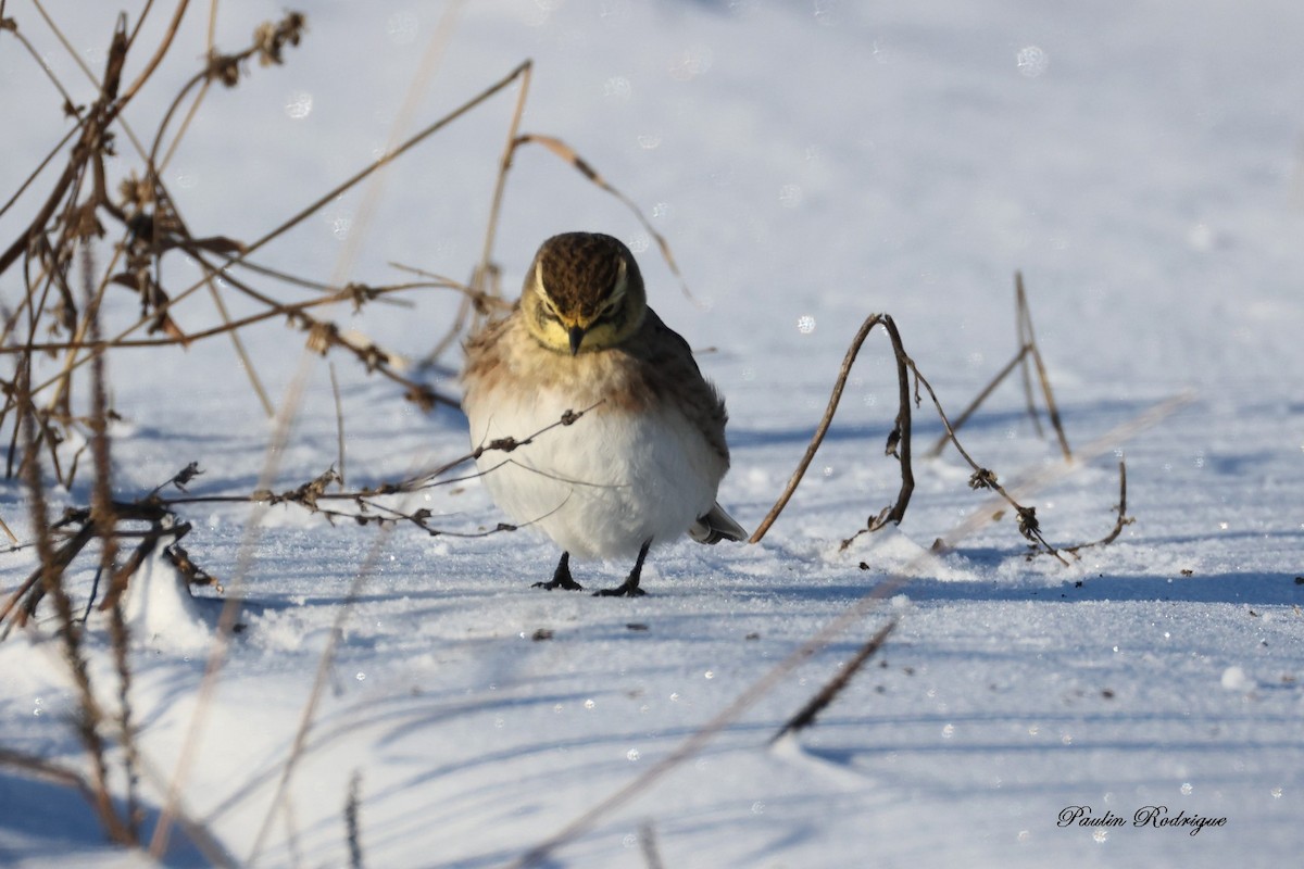 Alouette hausse-col - ML646531758