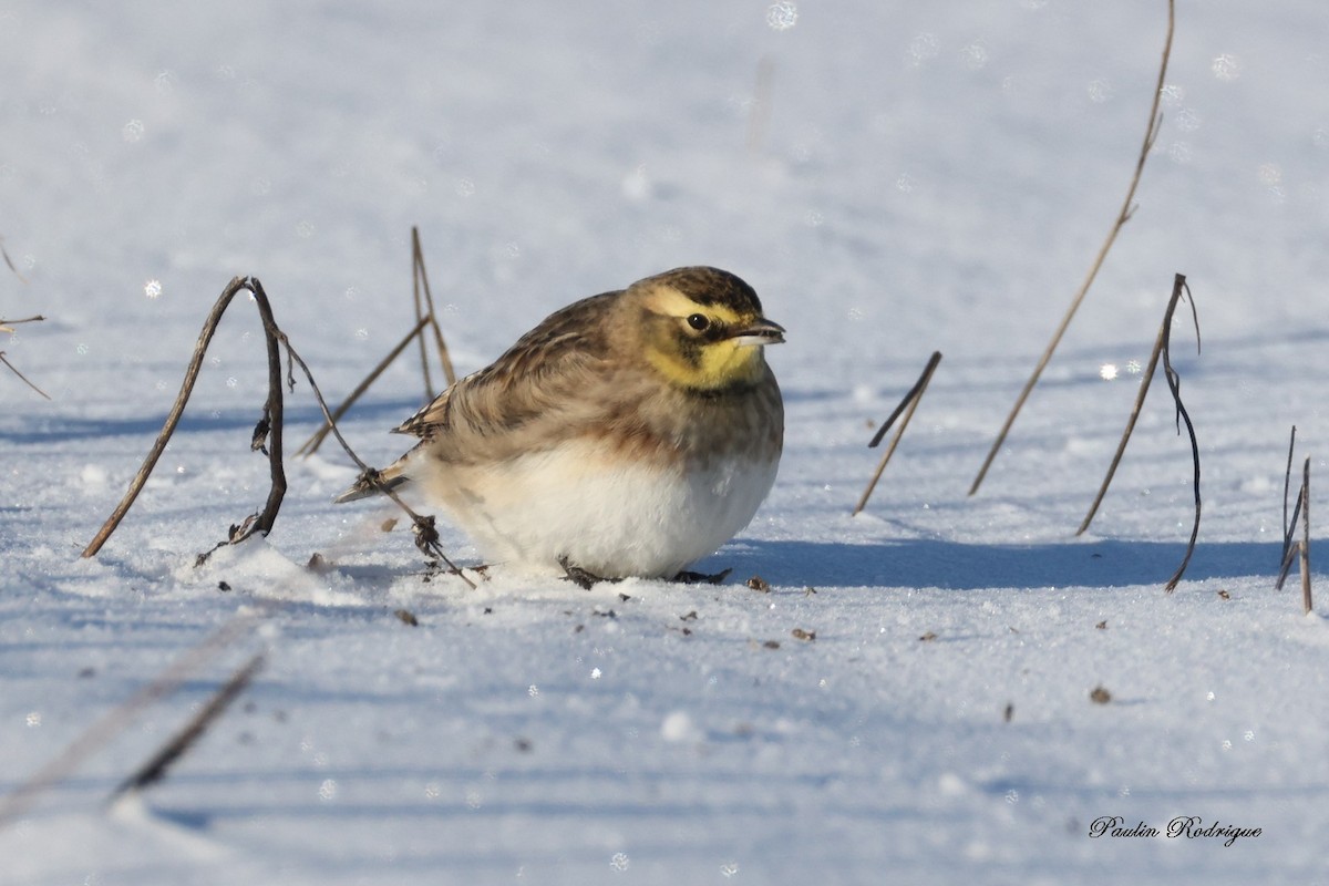 Alouette hausse-col - ML646531759