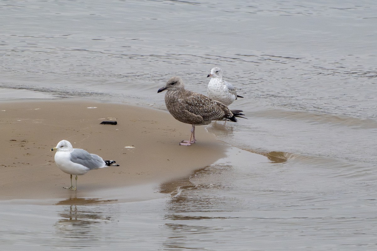 Goéland hudsonien - ML646531764