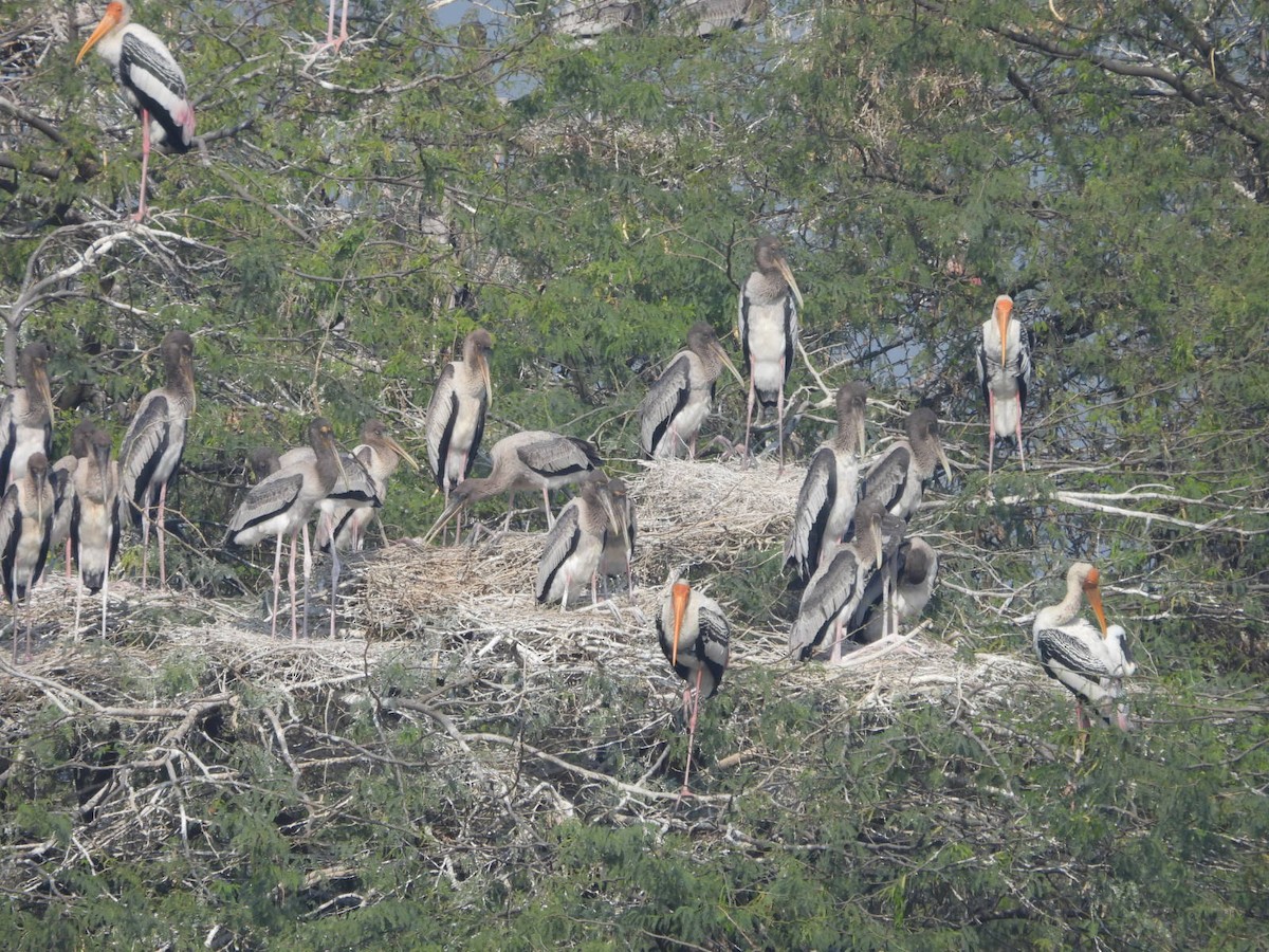 Alaca Leylek - ML646531769