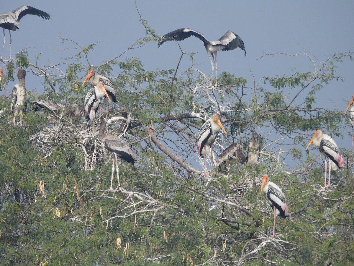 Alaca Leylek - ML646531770