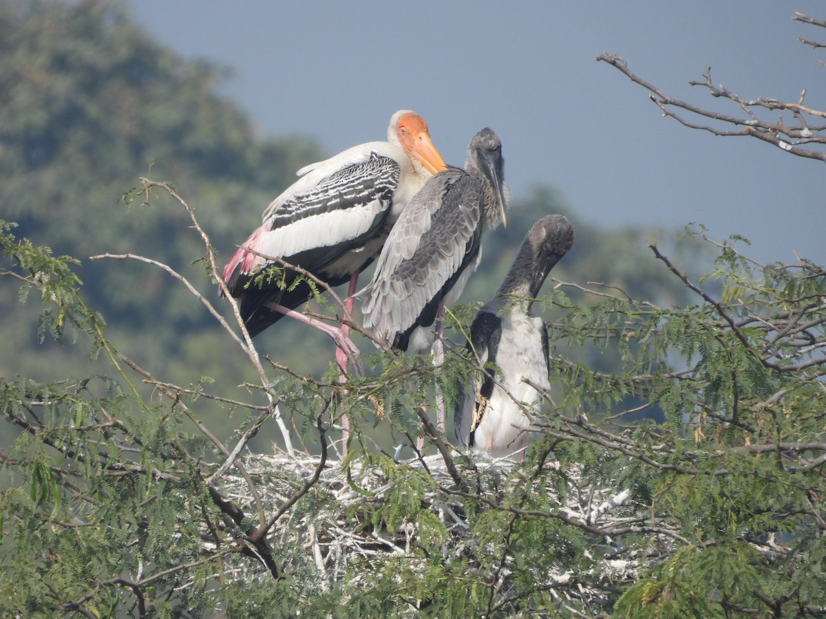 Alaca Leylek - ML646531771