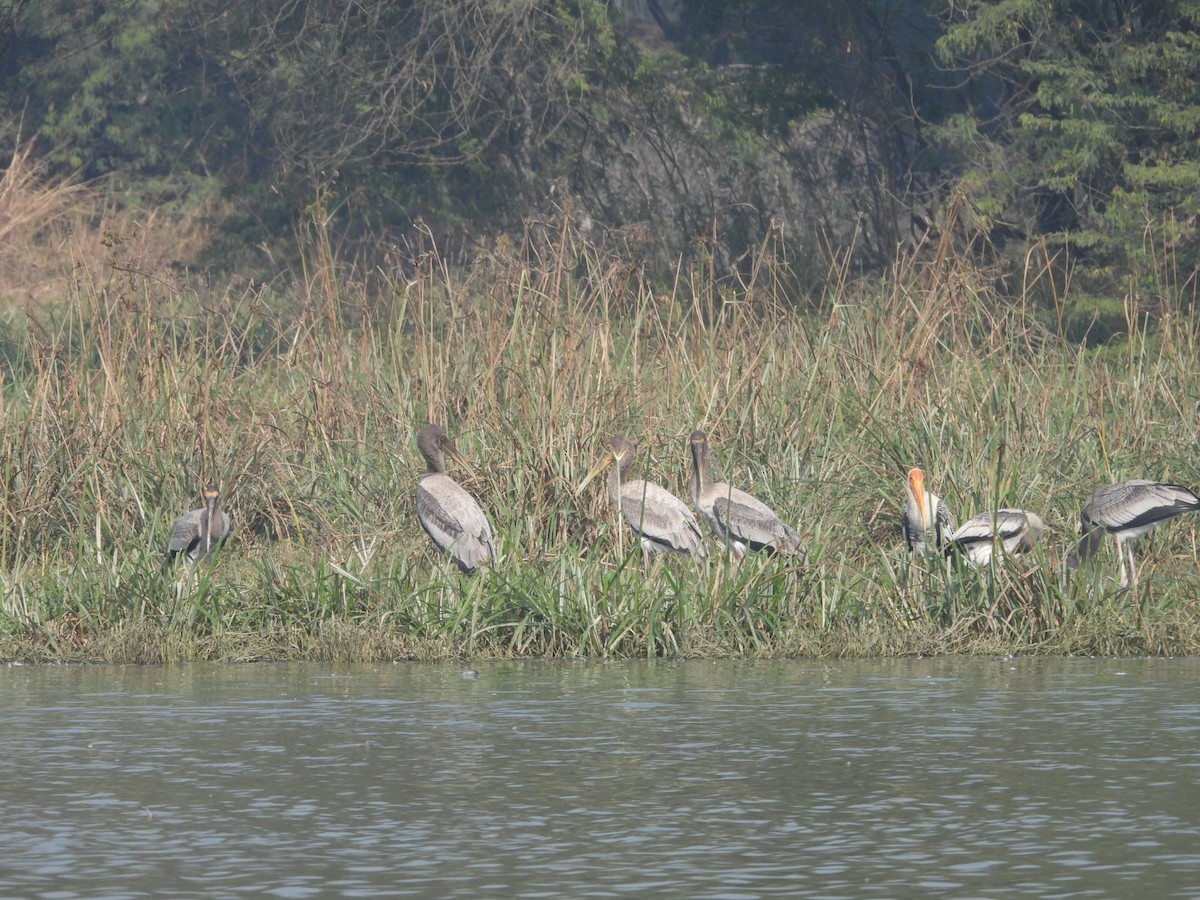 Alaca Leylek - ML646531772