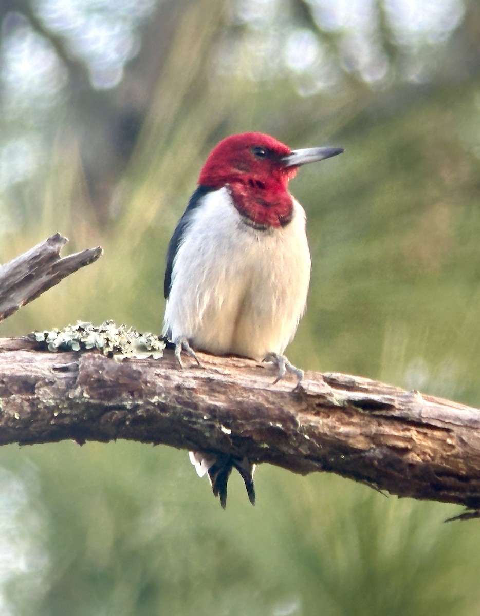 Красноголовый дятел - ML646531774