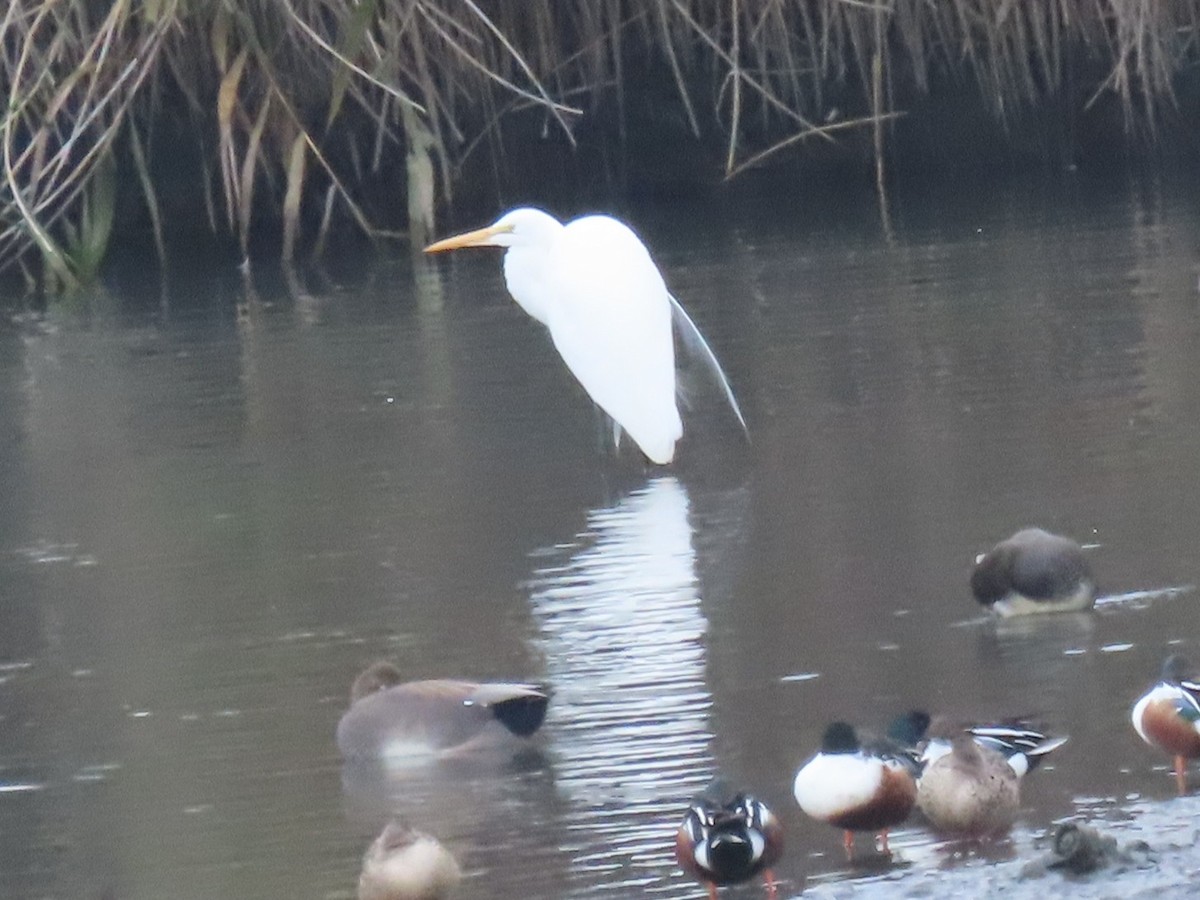 Great Egret - ML646531776