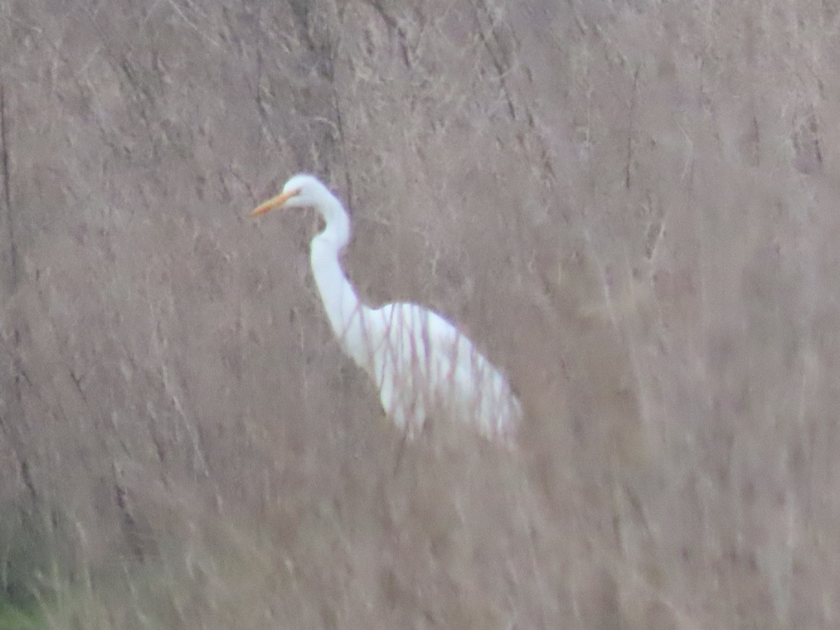 Great Egret - ML646531777