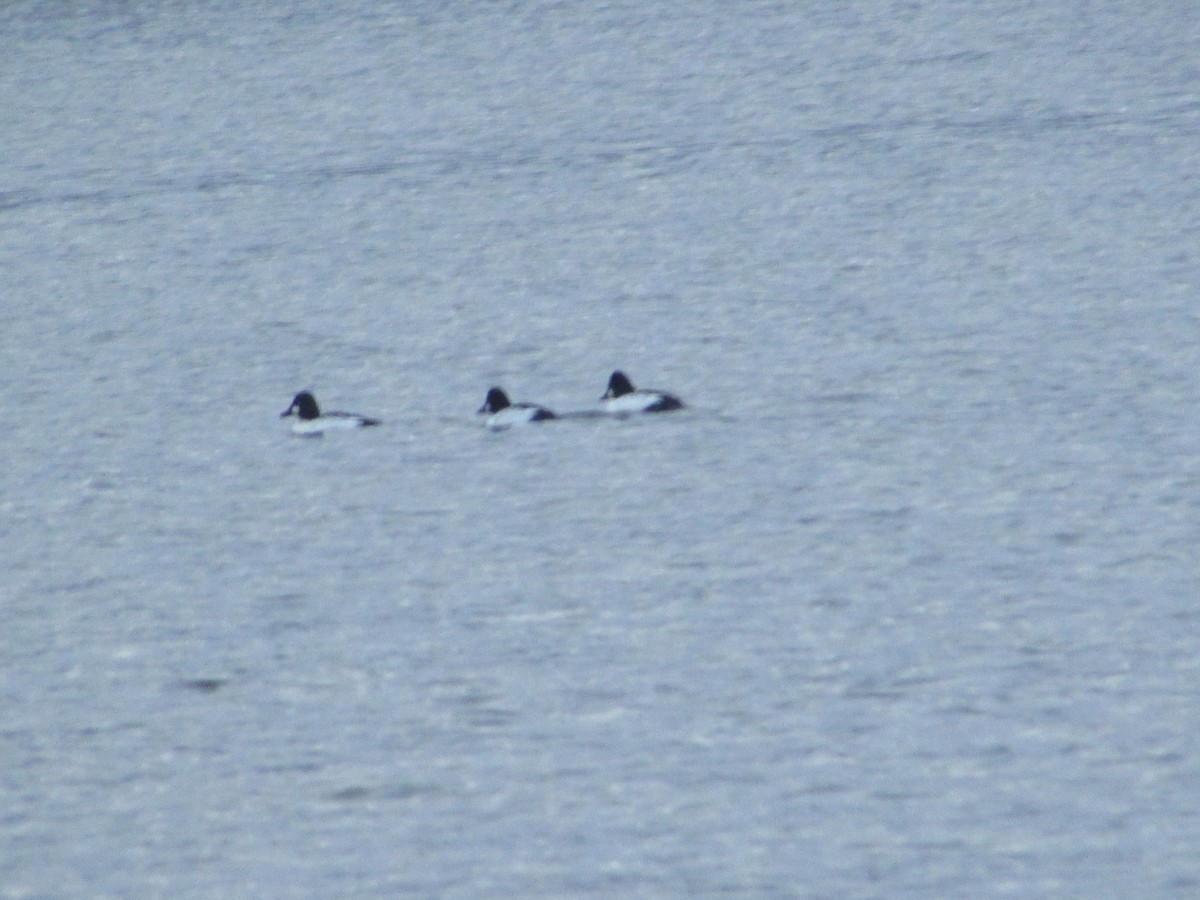 Garrot à oeil d'or - ML646531782