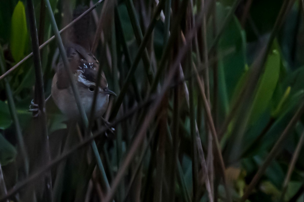 Marsh Wren - ML646531786