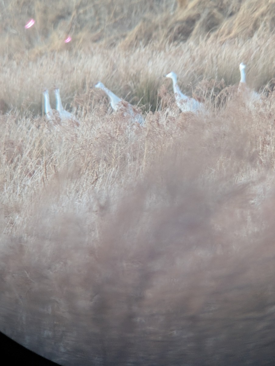 Sandhill Crane - ML646531789