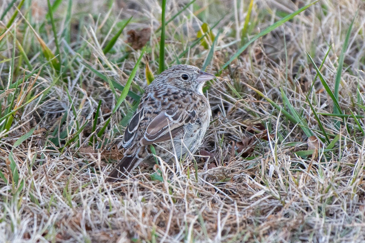 Cassin's Sparrow - ML646531790