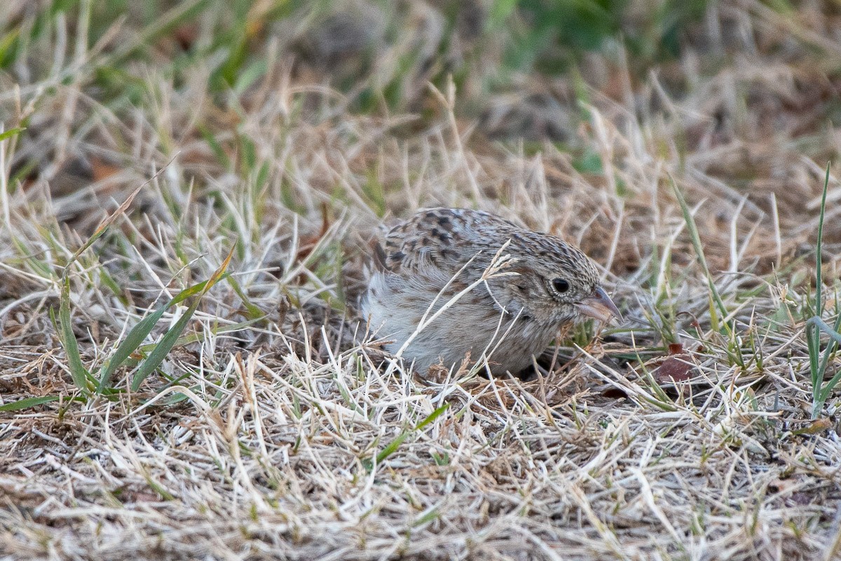 Cassin's Sparrow - ML646531791