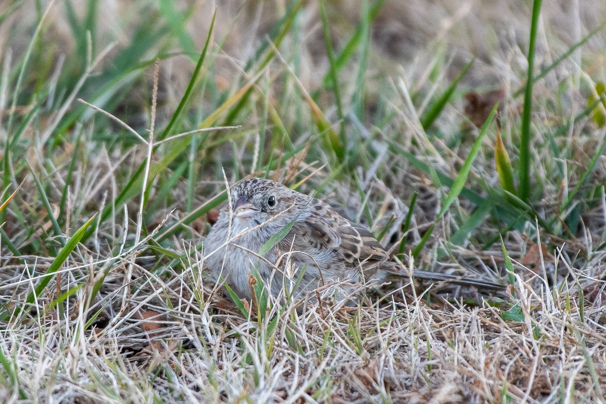 Cassin's Sparrow - ML646531793