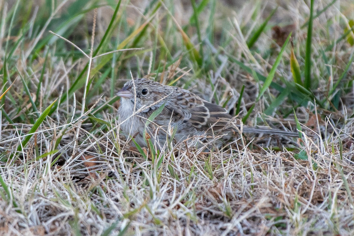 Cassin's Sparrow - ML646531794