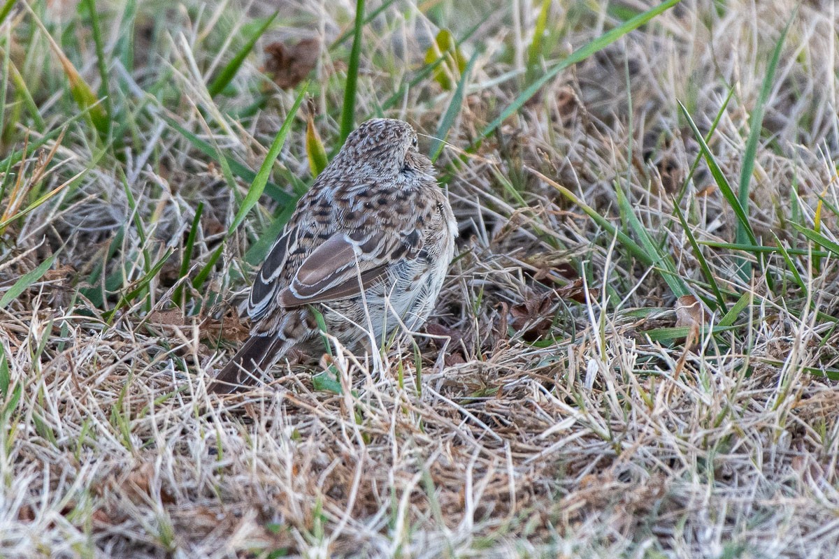 Cassin's Sparrow - ML646531795
