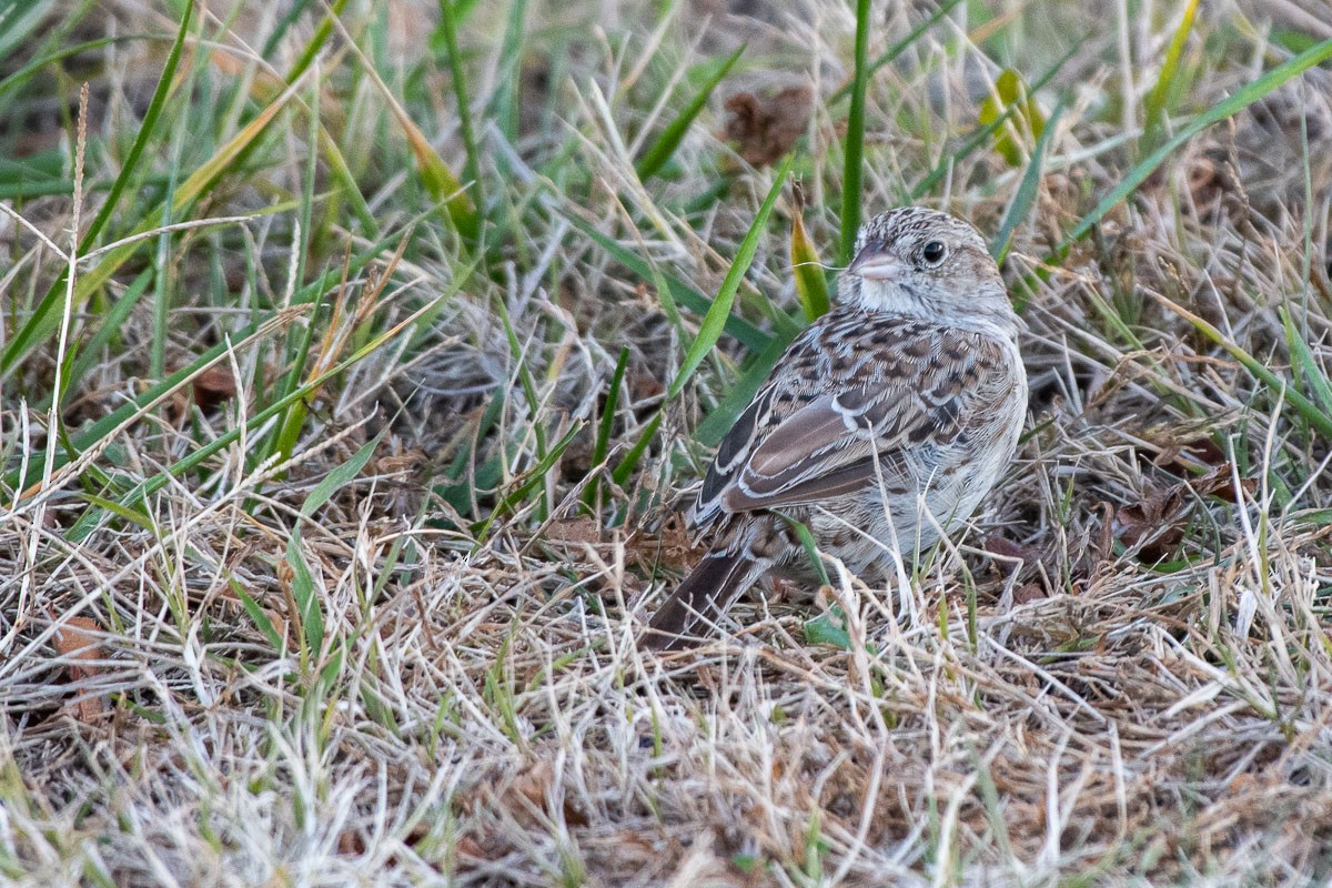 Cassin's Sparrow - ML646531797