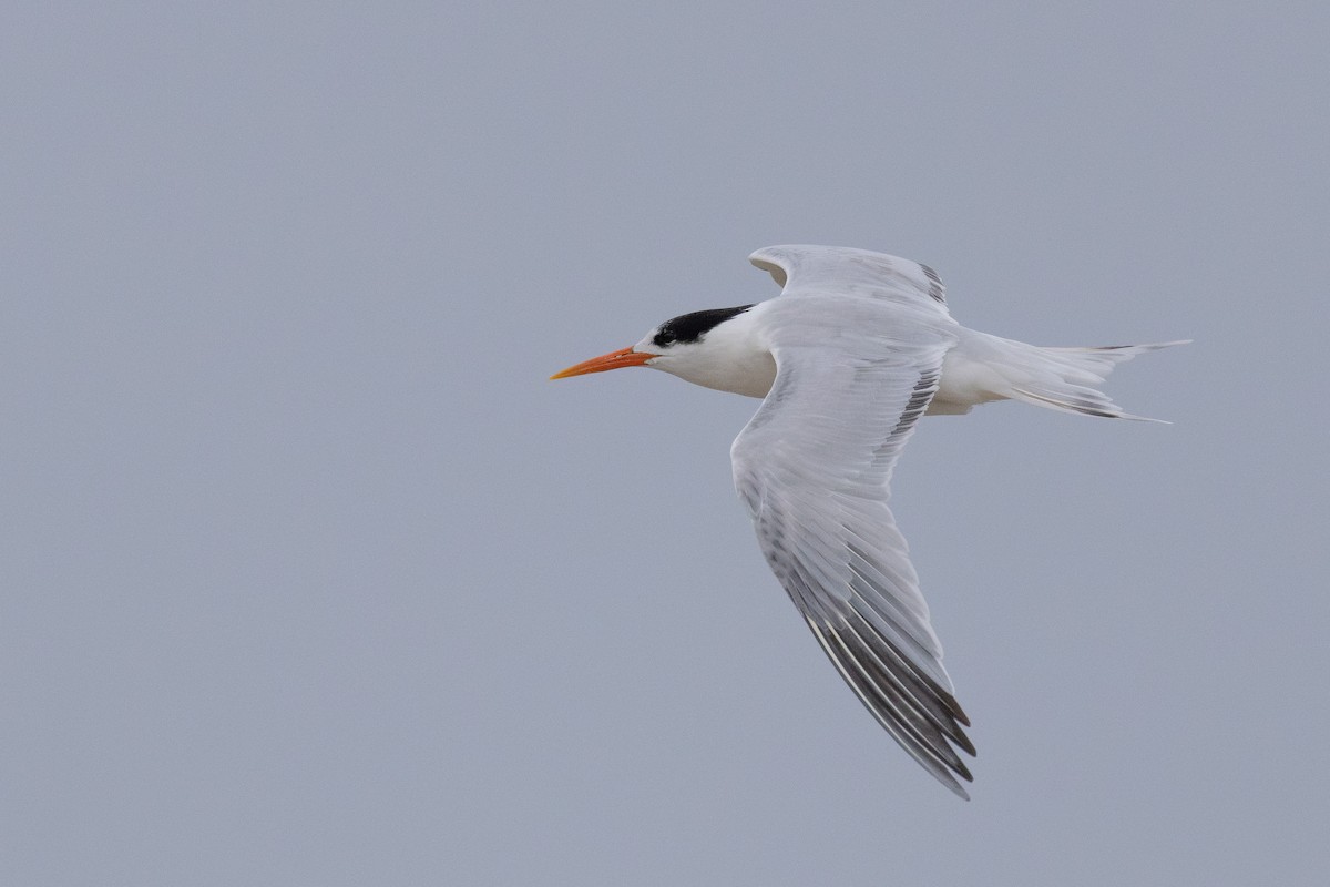 Elegant Tern - ML646531801