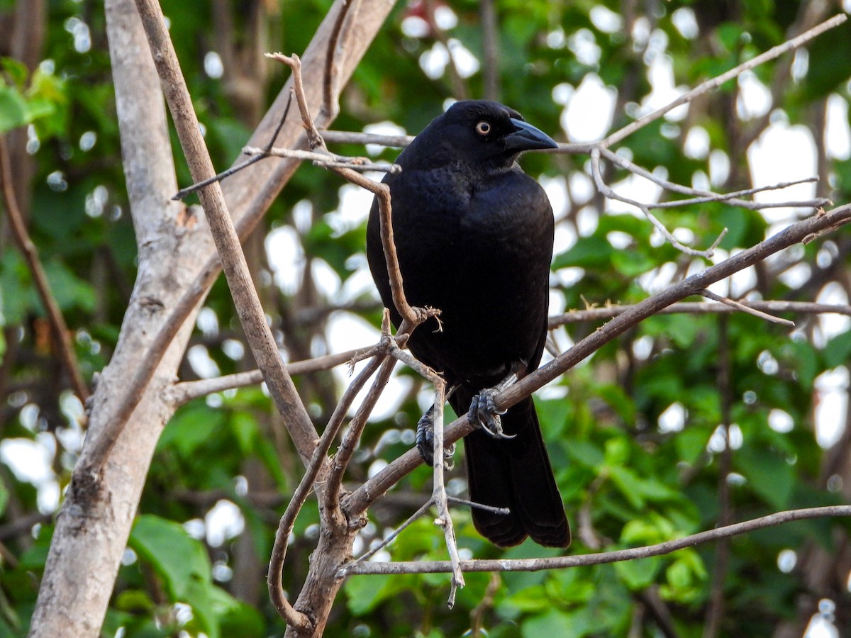 Vacher géant - ML646531808