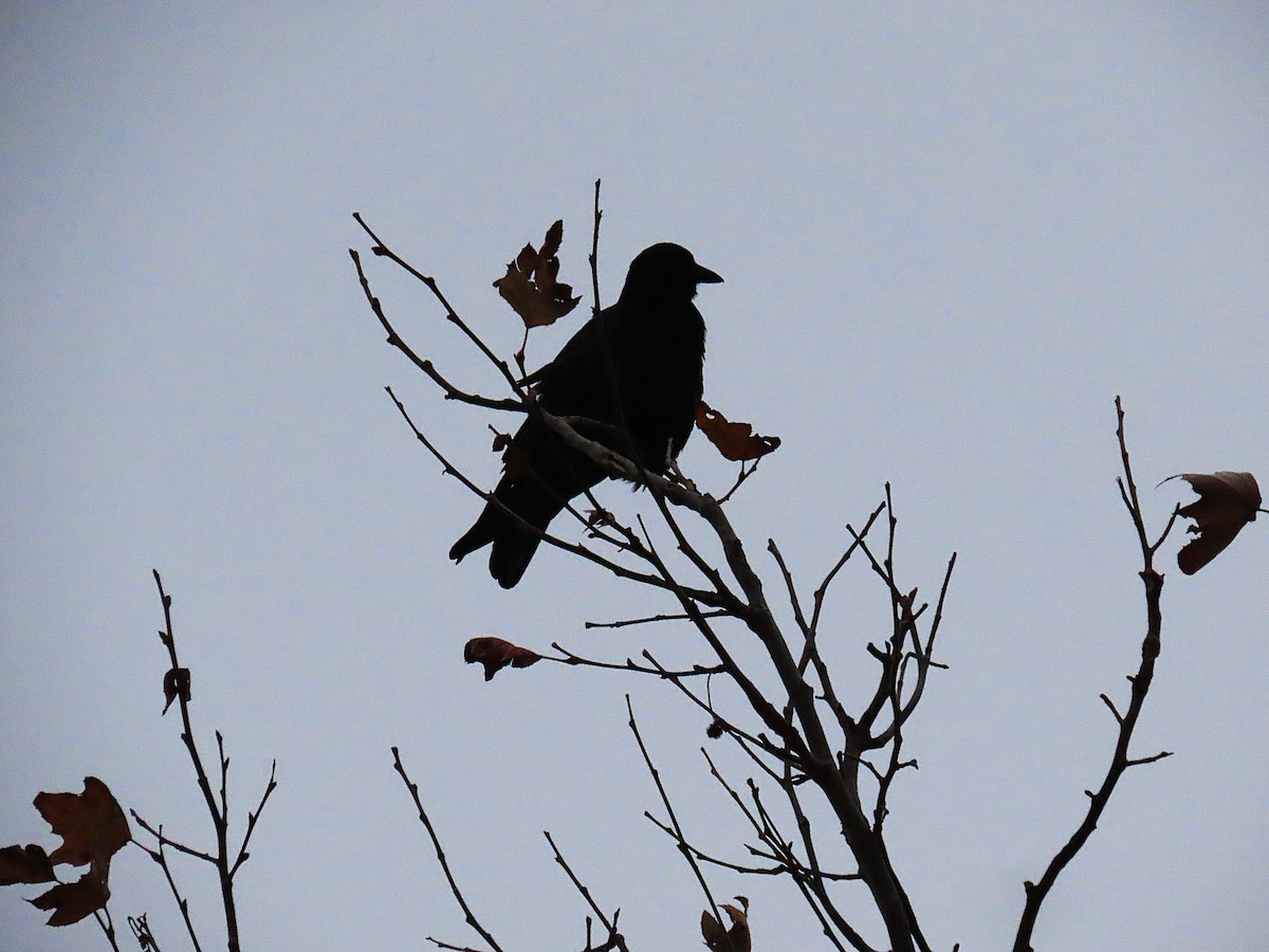 American Crow - ML646531809