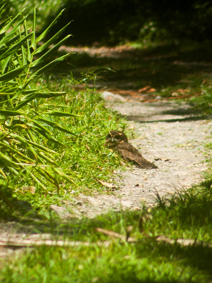 Tawny-browed Owl - ML646531810