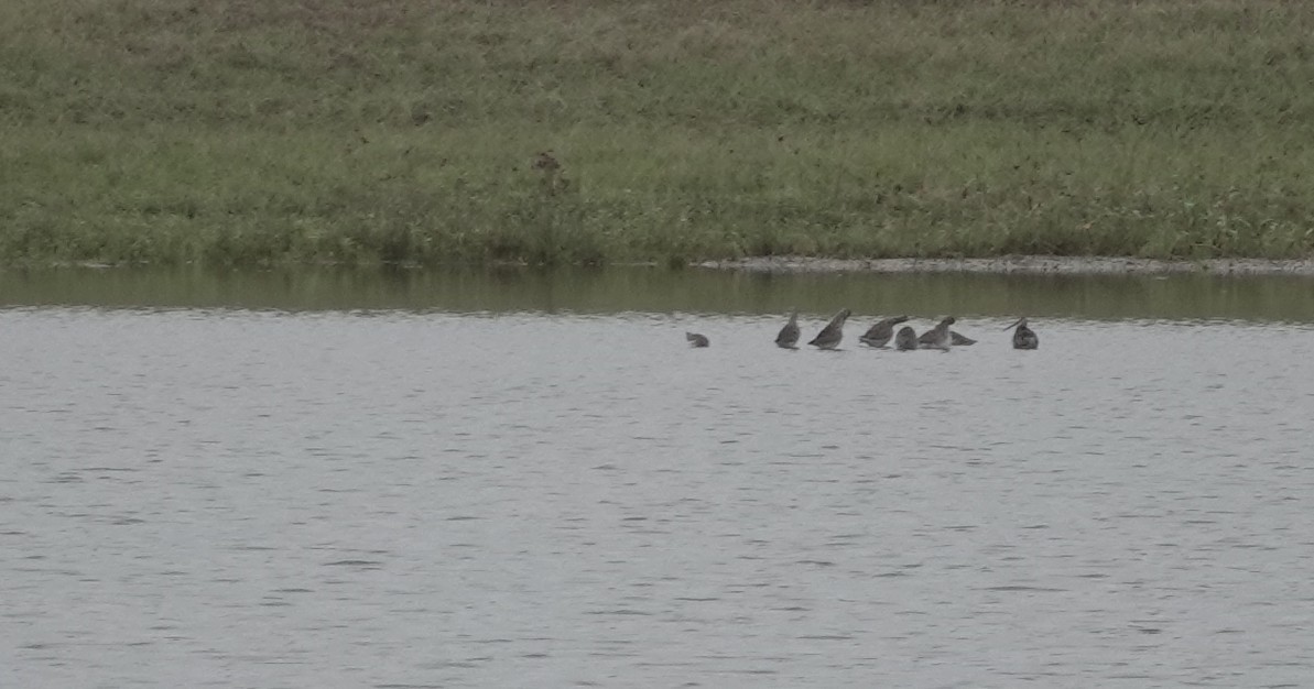 Limnodromo pettorossiccio - ML646531812