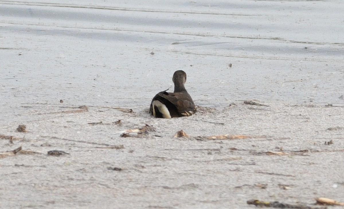 Gallineta Común - ML646531813