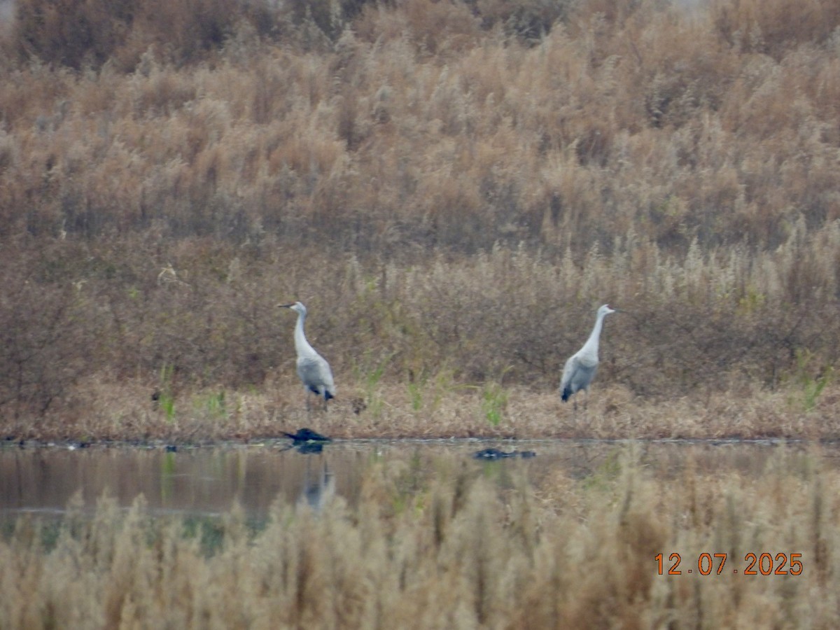 Sandhill Crane - ML646531815