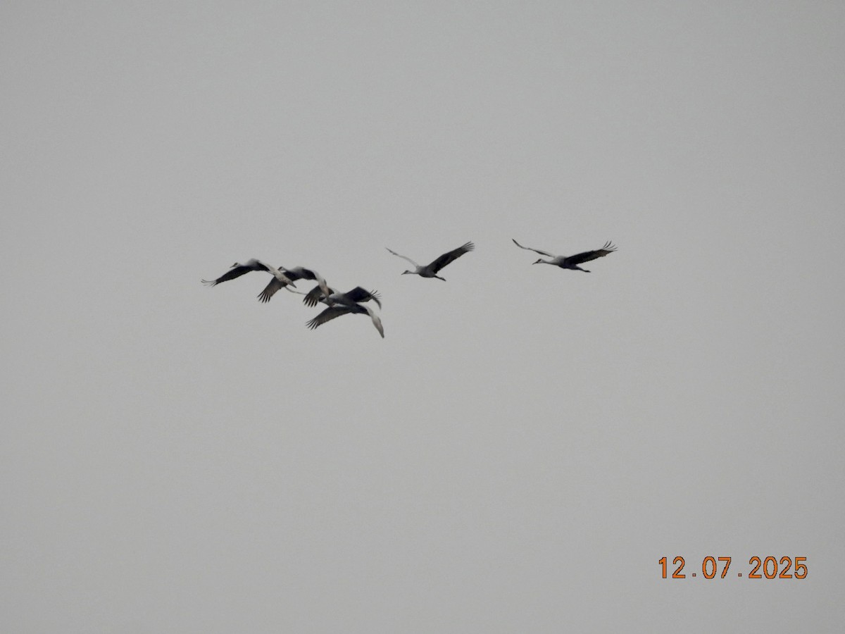 Sandhill Crane - ML646531817