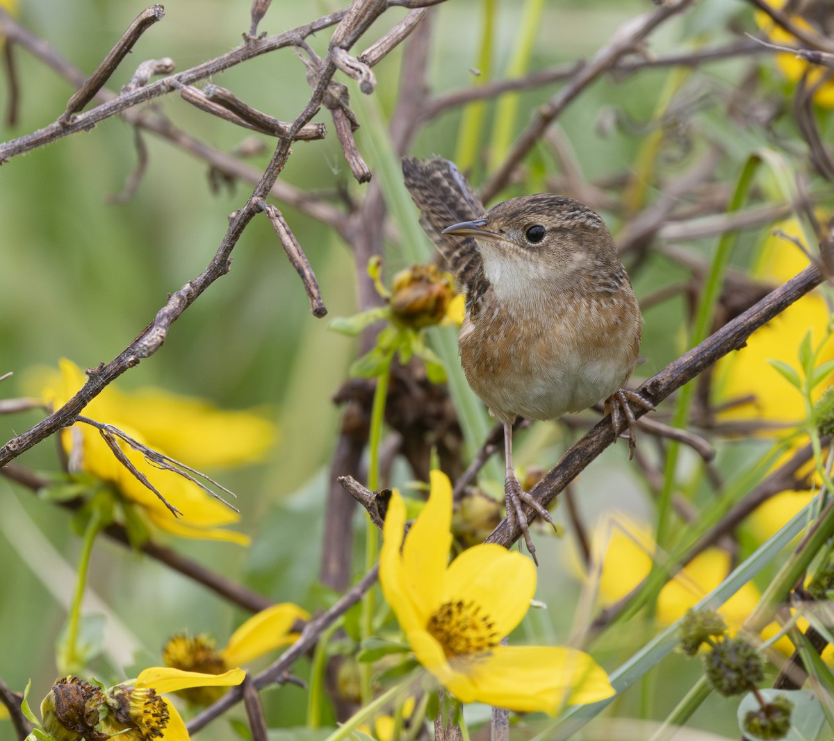 Sedge Wren - ML646531818
