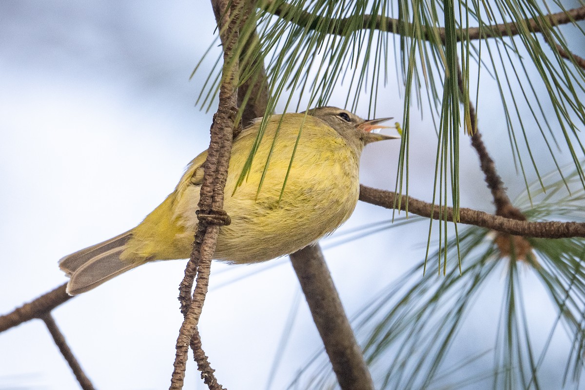 Orange-crowned Warbler - ML646531822