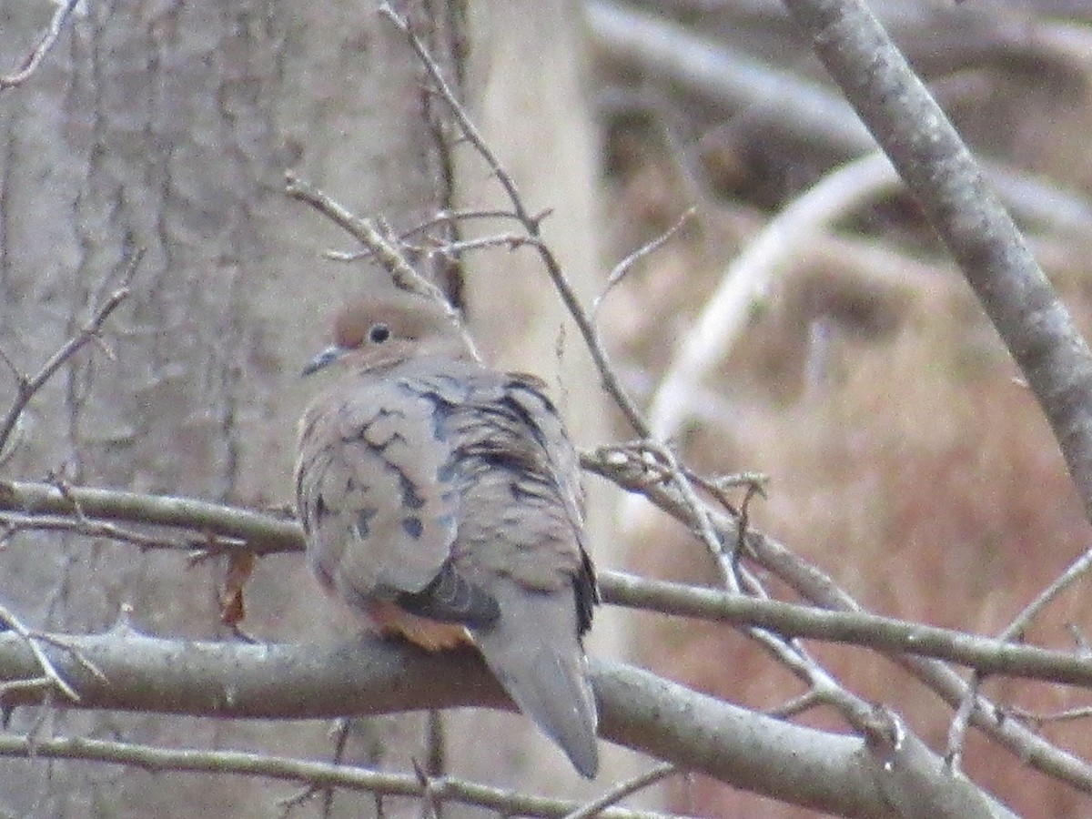 Carolinataube - ML646531837