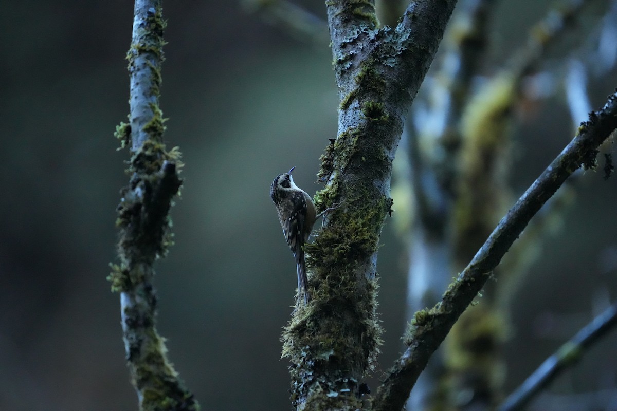 Rusty-flanked Treecreeper - ML646531838