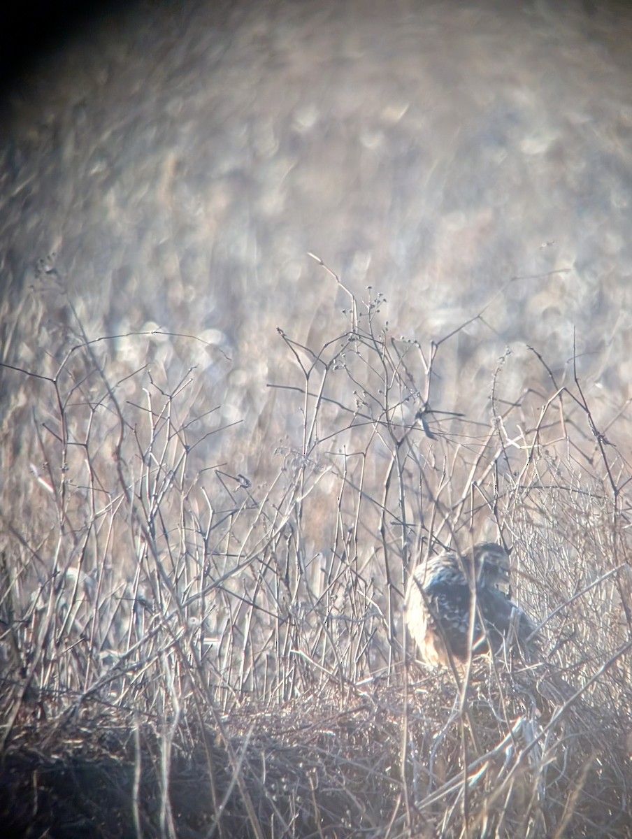 Northern Harrier - ML646531839