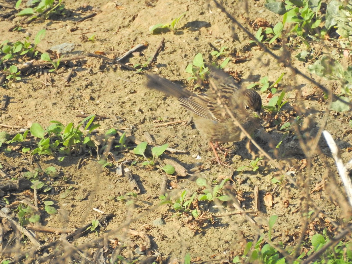 Golden-crowned Sparrow - ML646531842